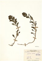 藏品(茅毛珍珠菜)的圖片